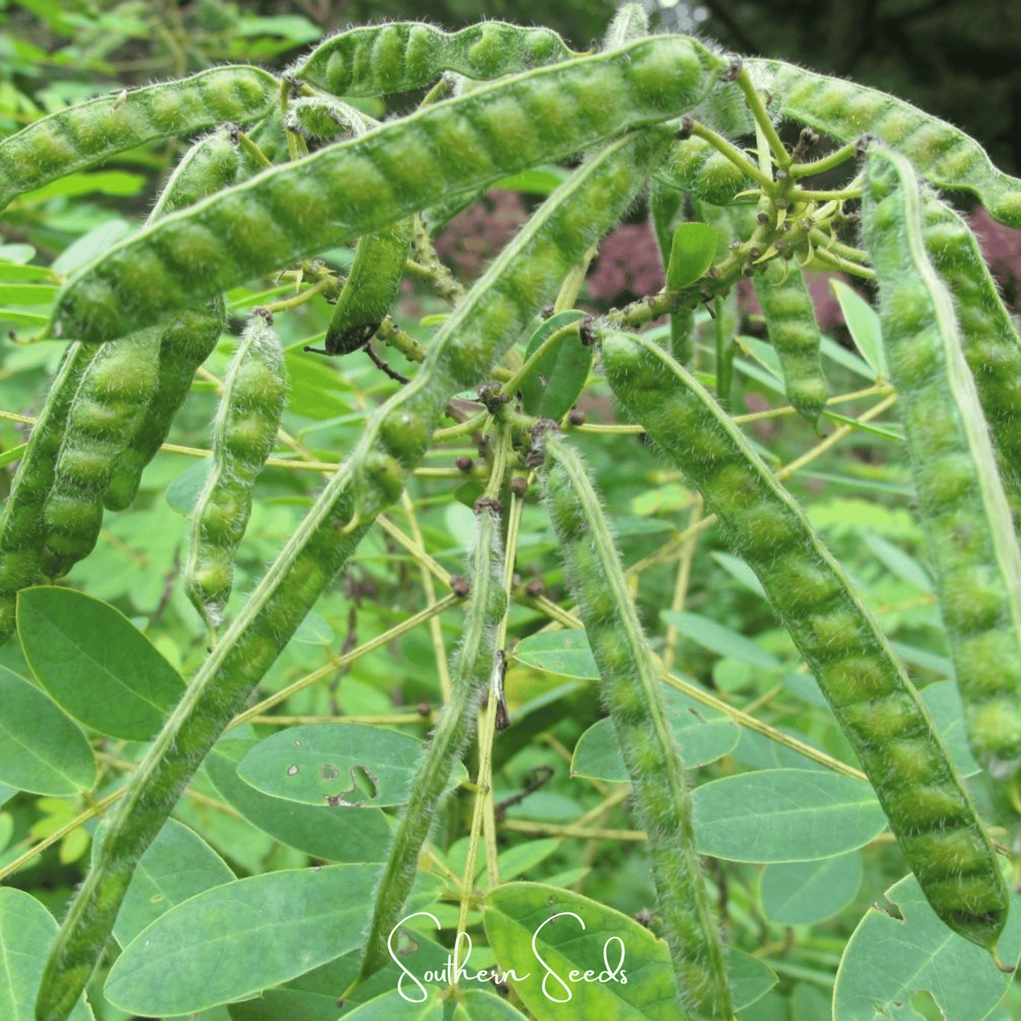 Wild Senna – 20 Seeds