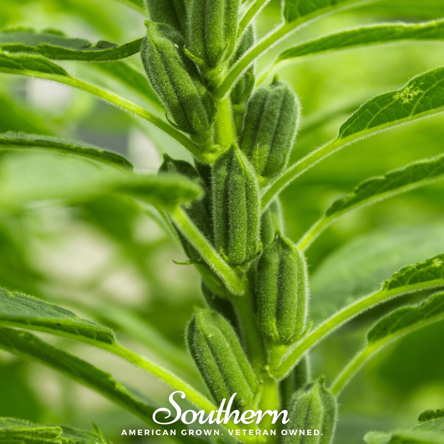 Black Sesame – 500 Seeds