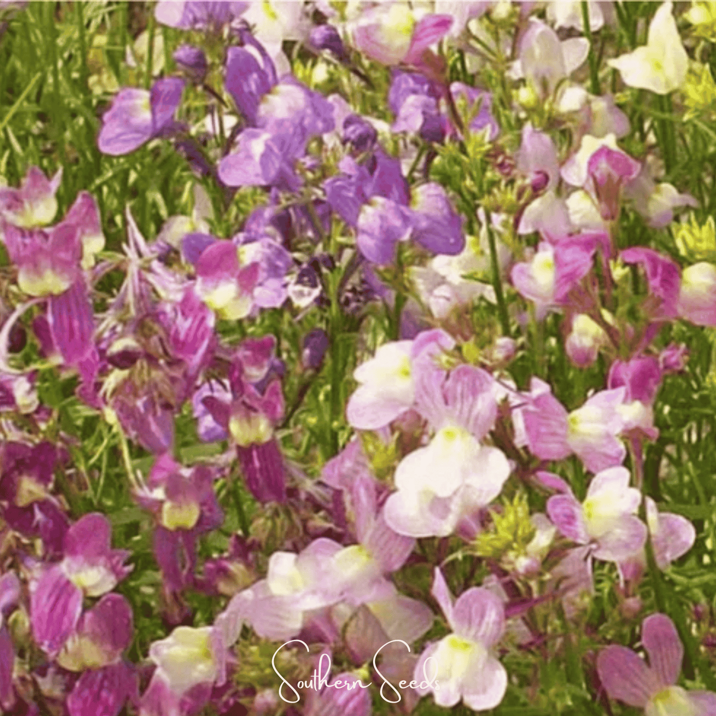 Northern Lights Toadflax Mix – 200 Seeds