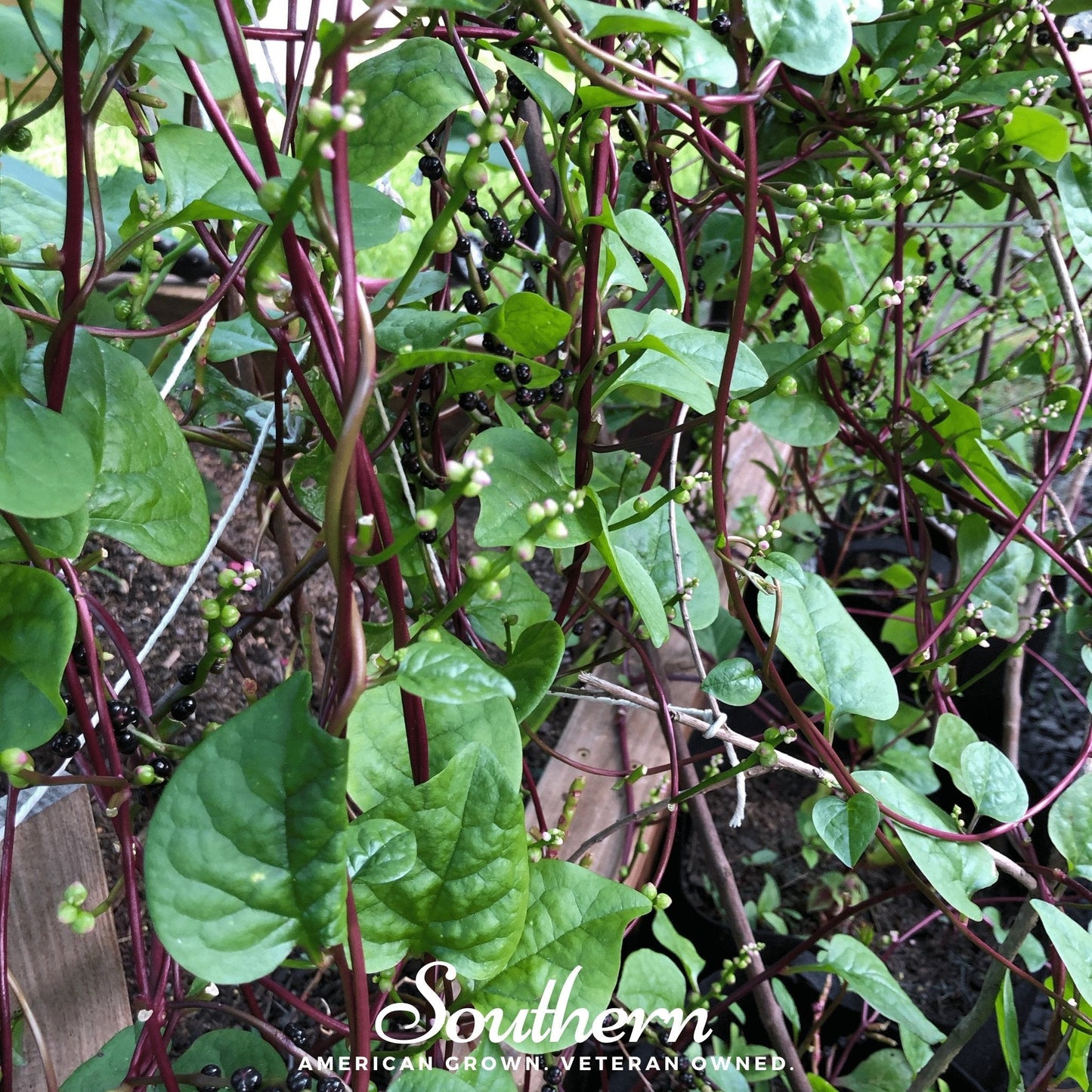 Malabar Red Spinach – 100 Seeds
