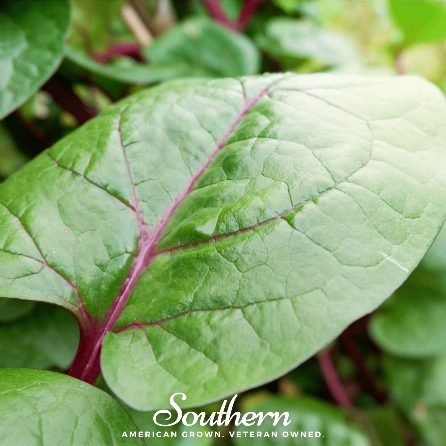 Malabar Red Spinach – 100 Seeds