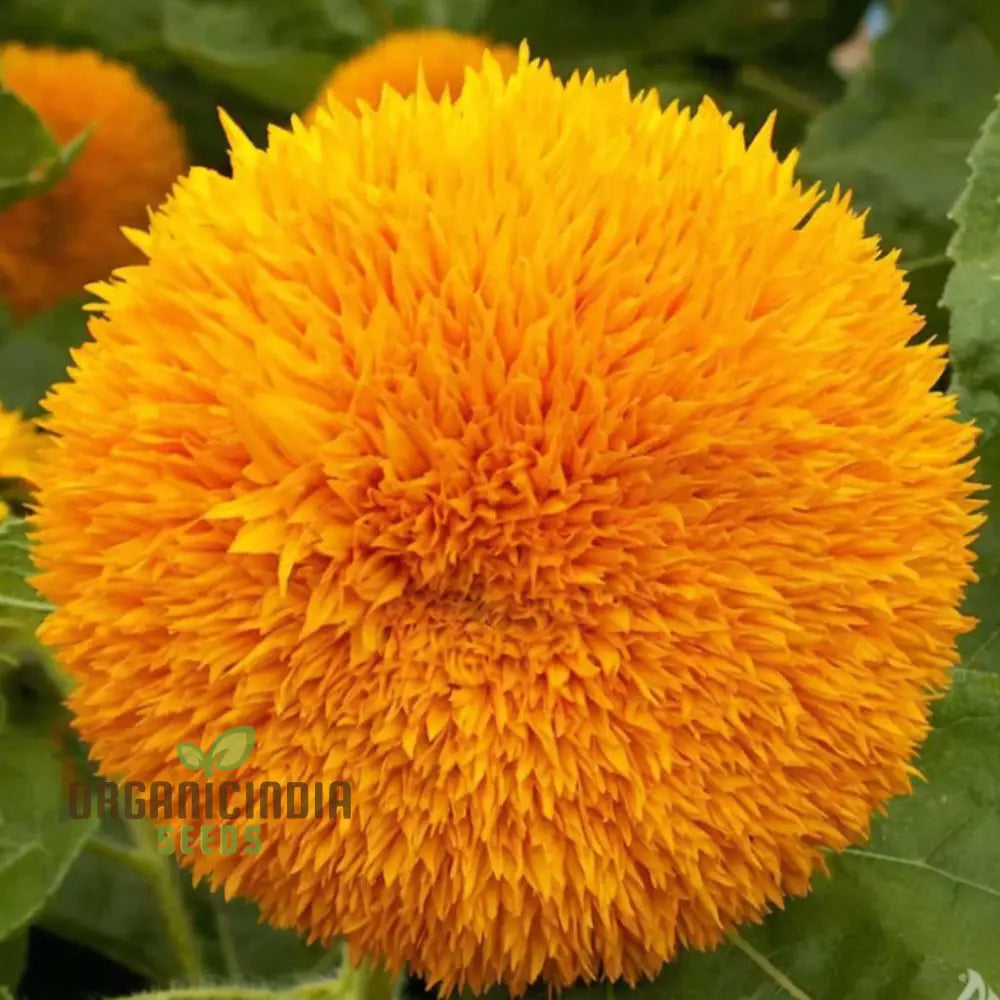 Sunflower DBL Orange Flower Seeds, Double Bloom, Vibrant Color Perfect for Gardens