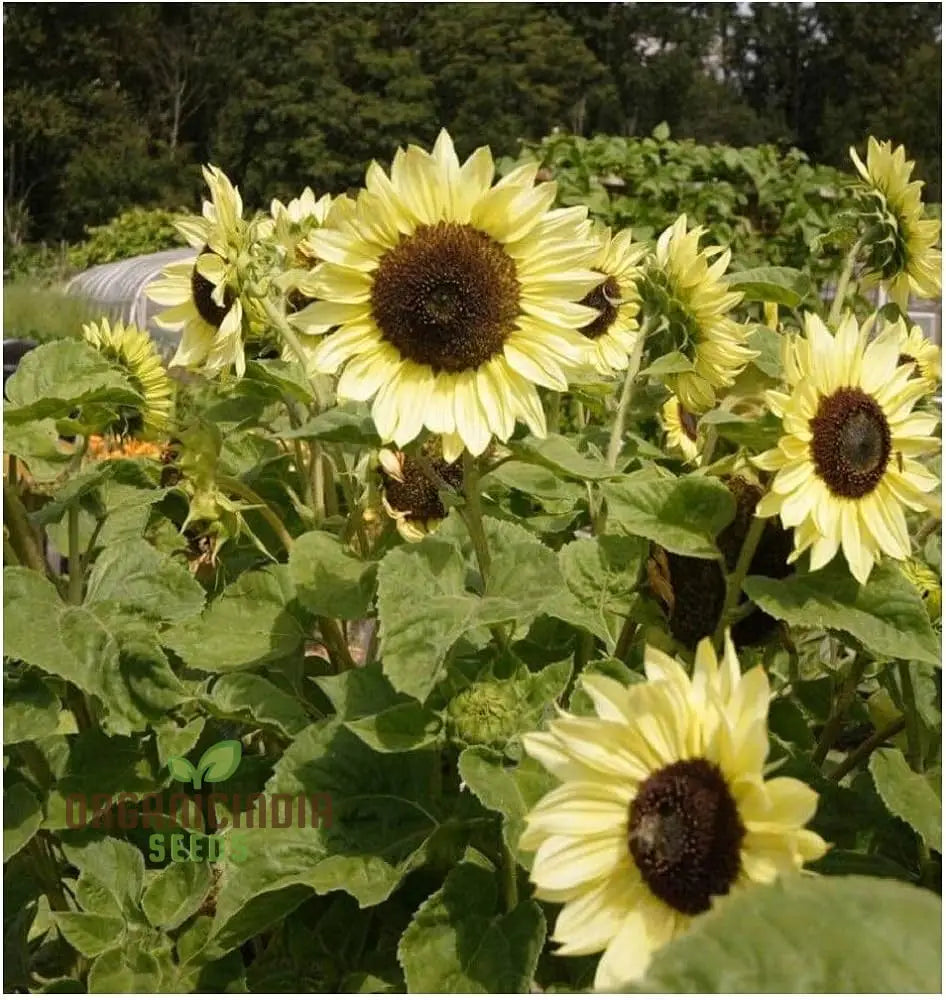 Sunflower Seeds, Lemon Striker Flower Seeds Perfect for Gardening Enthusiasts and Vibrant Garden