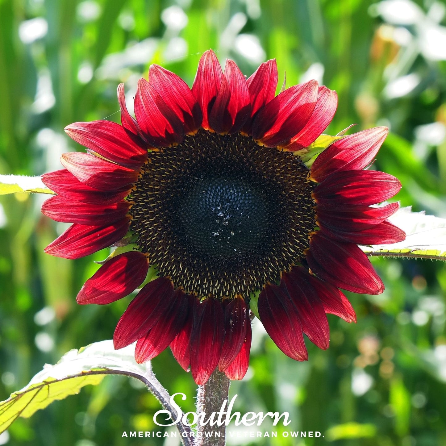Velvet Queen Sunflower – 25 Seeds