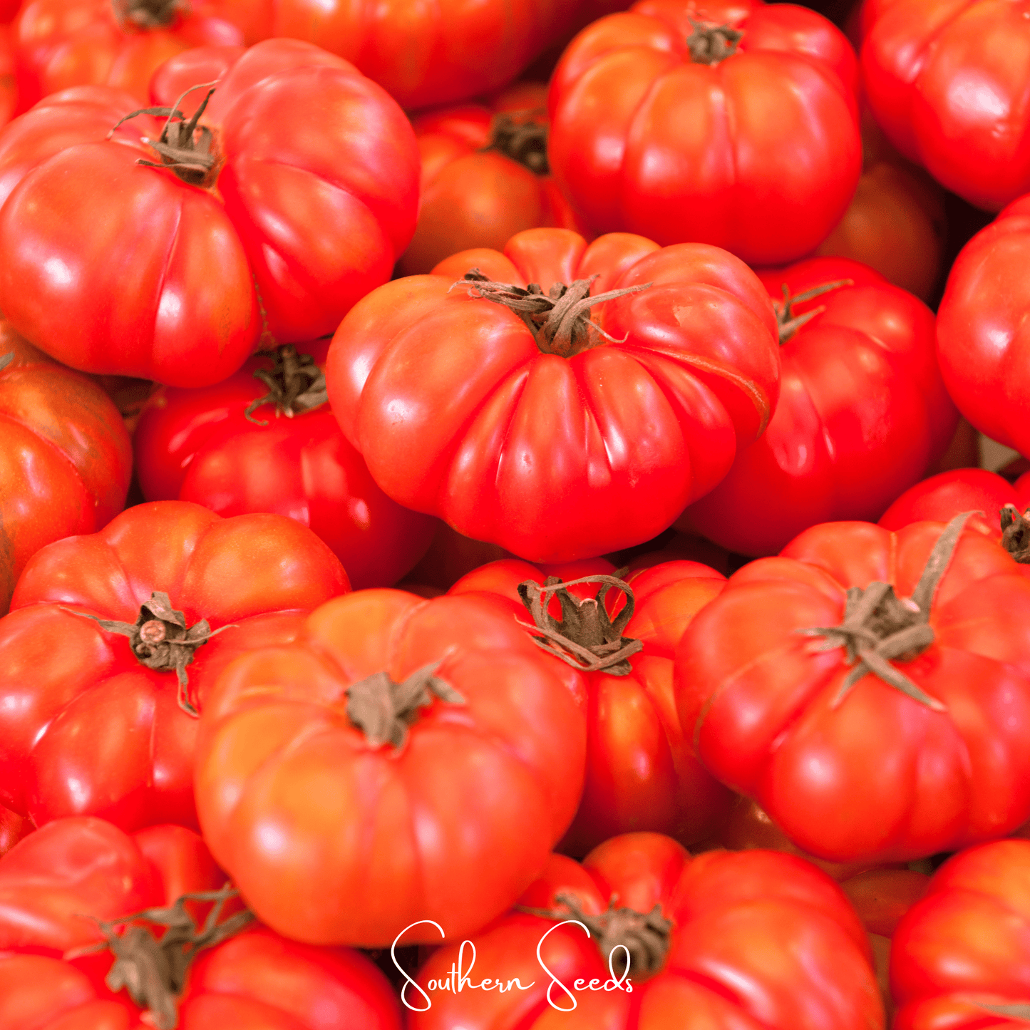 Red Brandywine Tomato – 50 Seeds