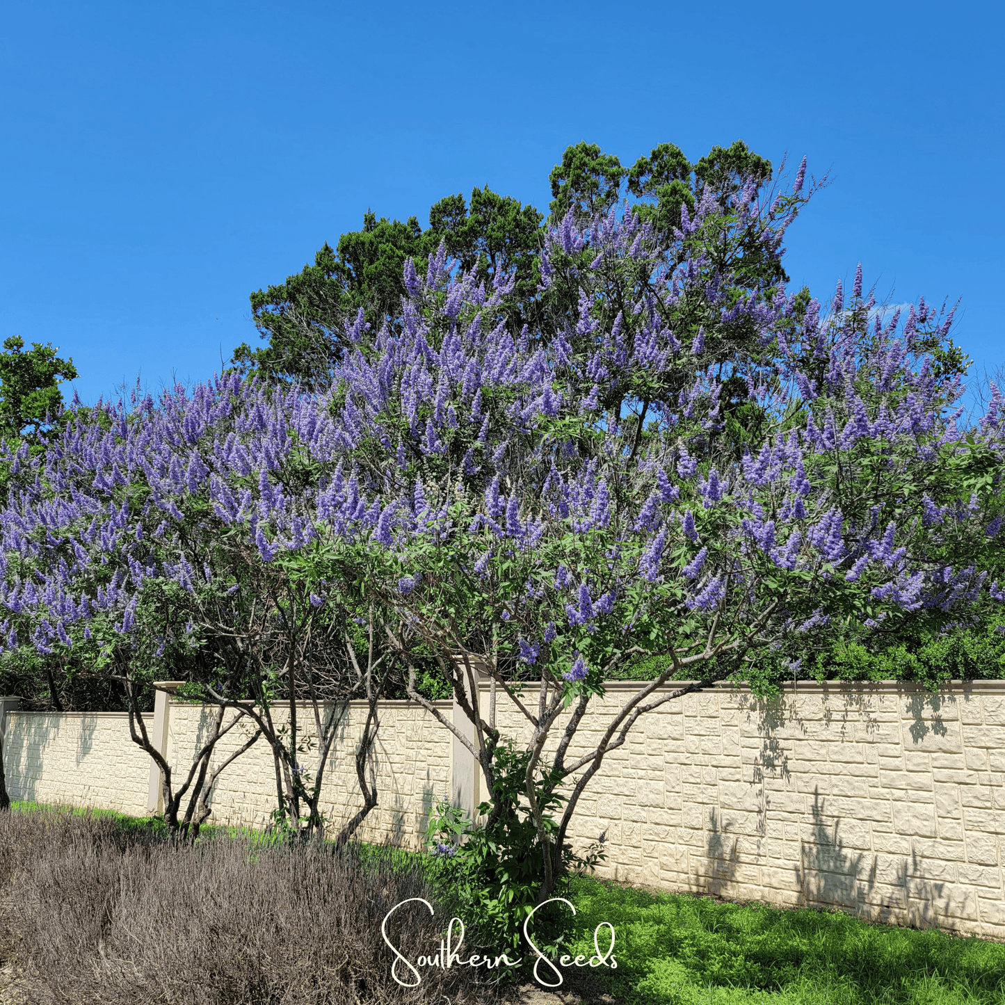 Vitex (Chaste Tree – Texas Lilac) – 20 Seeds