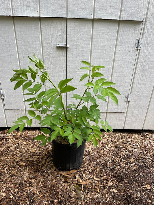 Common Elderberry ( Sambucus  Canadensis )