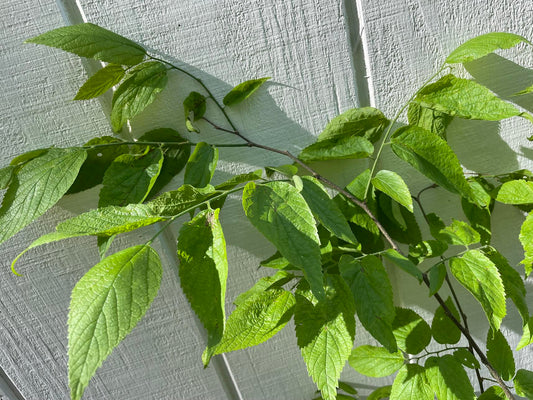 Hackberry Tree ( Celtis occidentalis )