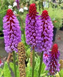Primula Vialii Flower Seeds for Planting – Red-Purple Blooms, Non-GMO Perennial Garden Seeds