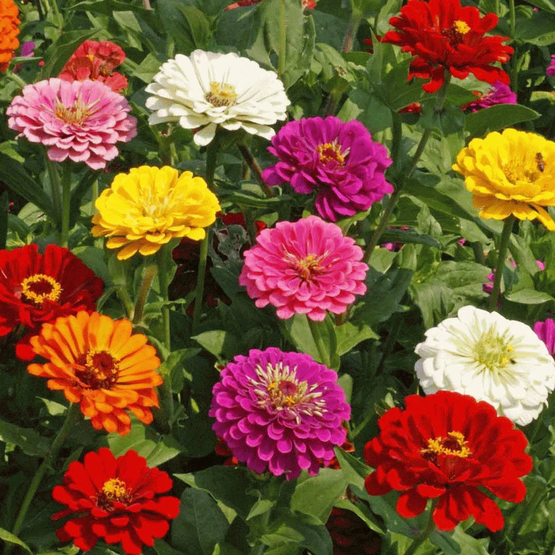 Zinnia Elegans Flower Seeds – Mixed Colors, Heirloom & Non-GMO Seeds for Garden Planting