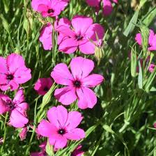 Corncockle Pink Flower Seeds for Planting – Heirloom & Non-GMO Wildflower for Cottage Gardens and Pollinator Borders