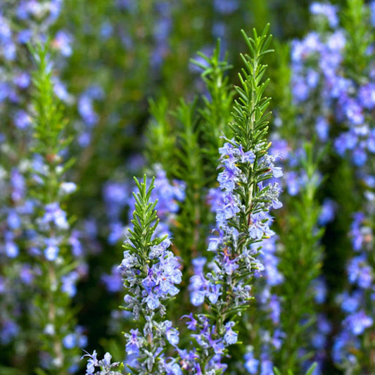 Tuscan Blue Rosemary Herb Seeds – Heirloom, Non-GMO, High Germination Organic Garden Seeds for Planting