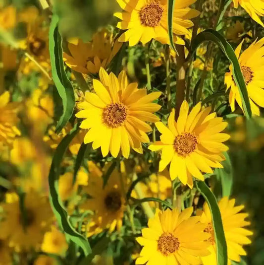 Heirloom Non-GMO Yellow Maximilian Flower Seeds for Planting – Tall Sunflower-Like Blooms