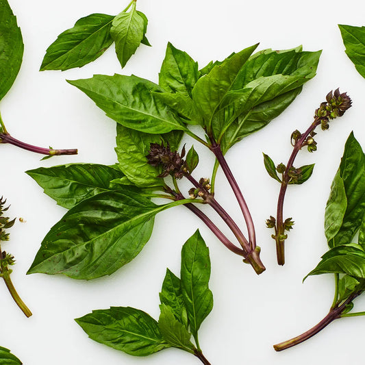 Thai Basil Herb Seeds for Planting – Heirloom, Non-GMO, High Germination Organic Garden Seeds for Culinary Use