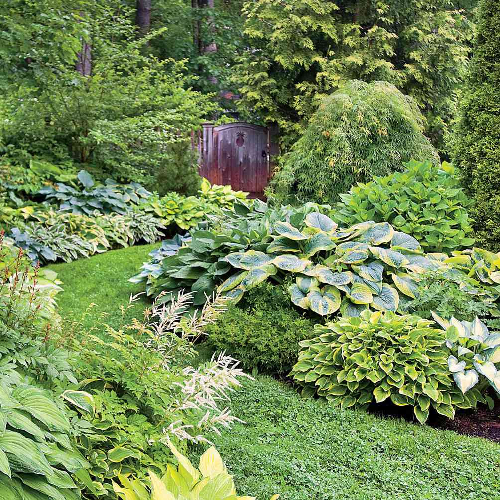 Hosta Mix Plant Seeds, Vibrant Hardy Perennials for Shade, Easy to Grow And Maintain