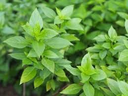 Lemon Basil Herb Seeds for Planting – Heirloom, Non-GMO, High Germination Organic Garden Seeds with Citrusy Aroma