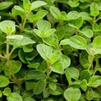 Oregano Herb Seeds for Planting – Heirloom, Non-GMO, High Germination Organic Garden Seeds