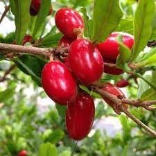 Miracle Fruit Seeds for Planting – Heirloom Non-GMO, High Germination Organic Garden Seeds for Home & Indoor