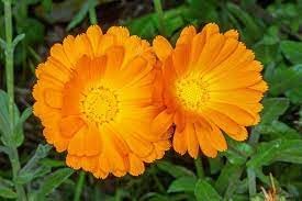 Calendula Officinalis Flower Seeds for Planting – Heirloom & Non-GMO Medicinal and Edible Garden Blooms
