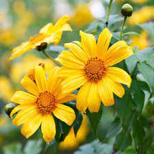 Yellow Torch Mexican Sunflower Seeds (Tithonia) for Planting – Heirloom & Non-GMO Blooms for Pollinator and Butterfly Gardens
