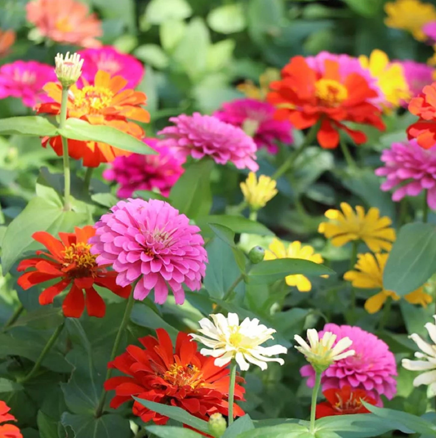 Zinnia Elegans Flower Seeds – Mixed Colors, Heirloom & Non-GMO Seeds for Garden Planting
