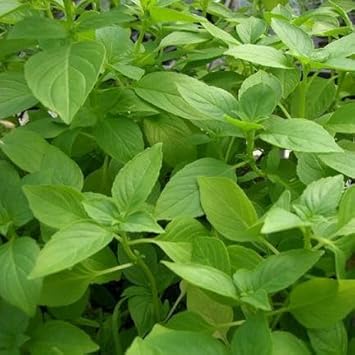 Lemon Basil Herb Seeds for Planting – Heirloom, Non-GMO, High Germination Organic Garden Seeds with Citrusy Aroma