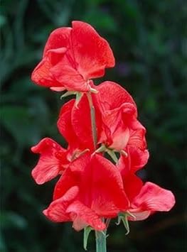 Red Sweet Pea Flower Seeds for Planting – Heirloom & Non-GMO Fragrant Climbing Blooms for Trellises and Garden Arches