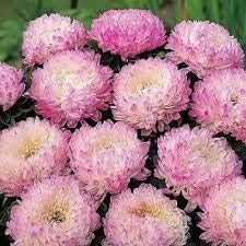Soft Pink Aster Flower Seeds for Planting – Heirloom, Non-GMO & Organic Garden Blooms