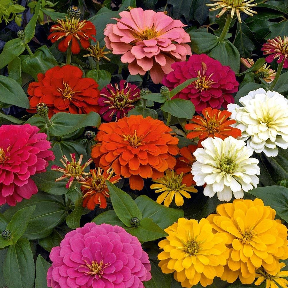 Zinnia Elegans Flower Seeds – Mixed Colors, Heirloom & Non-GMO Seeds for Garden Planting
