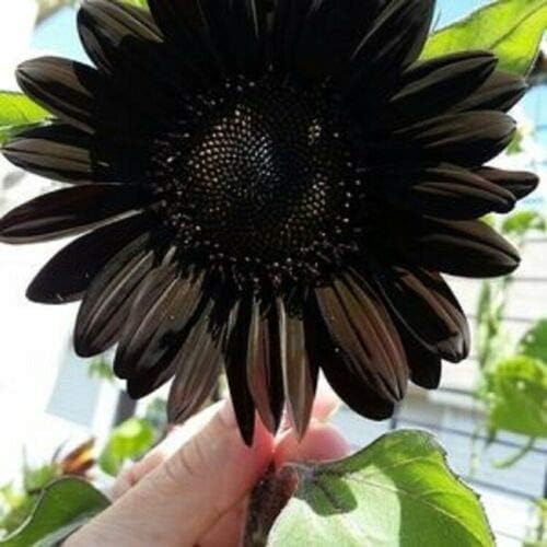 Fresh Deep Black Sunflower Seeds for Planting - Garden Growth for 50 Pcs