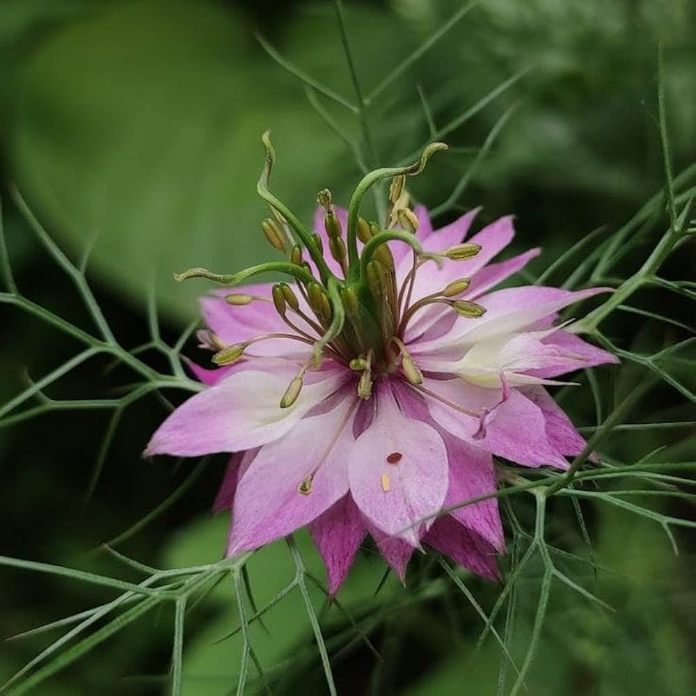 Nigella damascena (Love-in-a-Mist) Flower Seeds for Planting – Heirloom & Non-GMO Blooms for Cottage Gardens & Cut Flower Beds