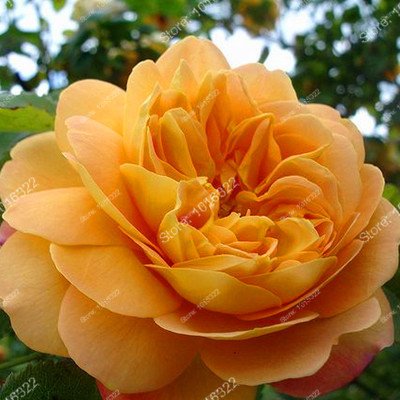 Organic Camellia Japonica Seeds – Heirloom, Non-GMO Flower Seeds for Garden Planting