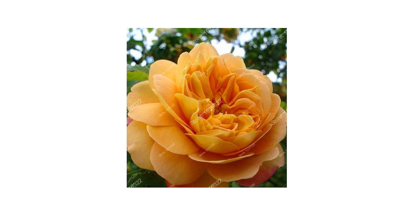 Organic Camellia Japonica Seeds – Heirloom, Non-GMO Flower Seeds for Garden Planting