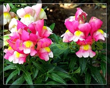 Organic Heirloom Pink Snapdragon Seeds – Non-GMO Flower Seeds for Garden Planting