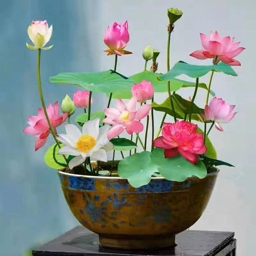 Mixed Lotus Flower Seeds – Pink, Red & Green Heirloom, Non-GMO, High Germination Seeds for Planting