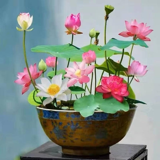 Mixed Lotus Flower Seeds – Pink, Red & Green Heirloom, Non-GMO, High Germination Seeds for Planting