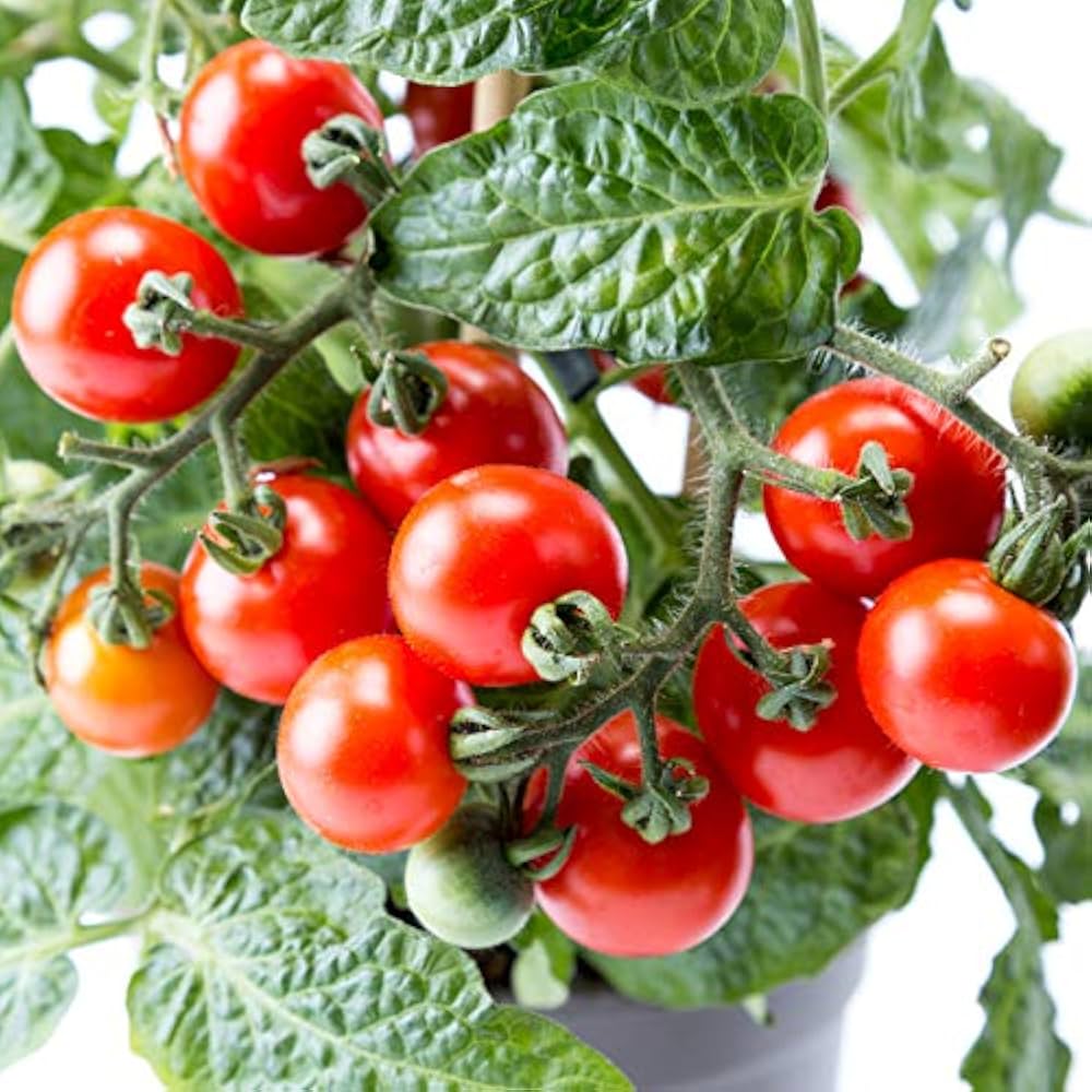 Dwarf Red Robin Tomato Seeds for Planting – Heirloom, Non-GMO, High Germination Organic Vegetable Seeds