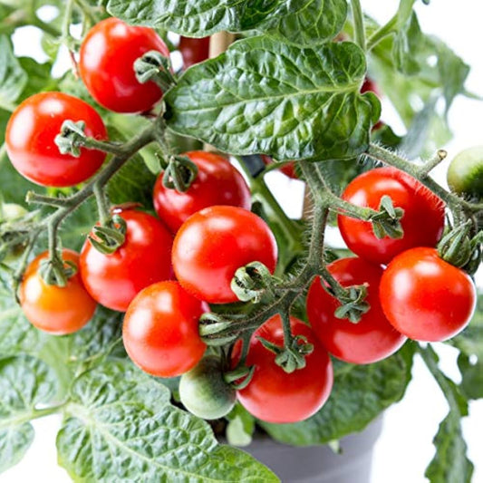 Dwarf Red Robin Tomato Seeds for Planting – Heirloom, Non-GMO, High Germination Organic Vegetable Seeds