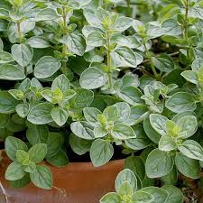 Oregano Herb Seeds for Planting – Heirloom, Non-GMO, High Germination Organic Garden Seeds