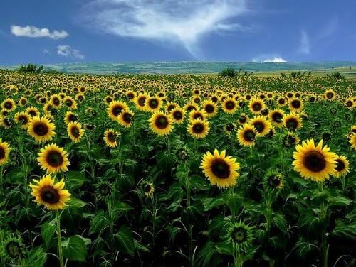 Dwarf Grey Striped Sunflower Seeds for Planting – Compact, Beautiful, Easy Grow Non-GMO Garden Sunflowers