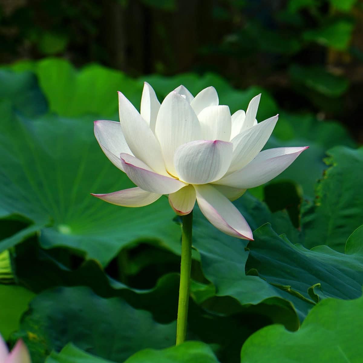 Open Mouth Bonsai Lotus Seeds Water Lily Flower for Planting