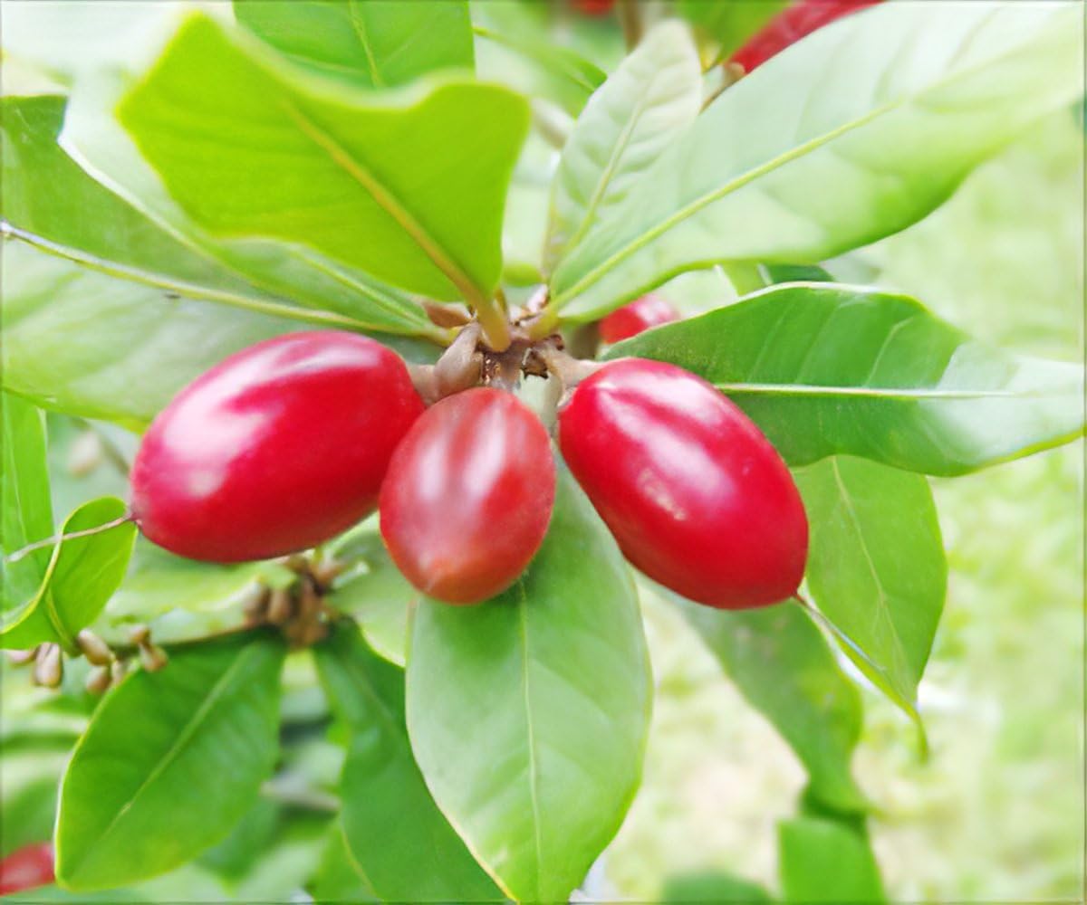Miracle Fruit Seeds for Planting – Heirloom Non-GMO, High Germination Organic Garden Seeds for Home & Indoor