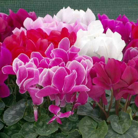 Persicum Cyclamen Seeds – Organic, Heirloom Non-GMO Flower Seeds for Garden Planting