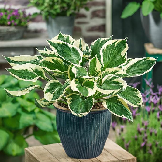 Patriot Hosta Seeds, Perennial Shade Loving Foliage Plant