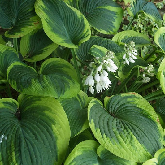 Green Hosta Seeds For Planting, Perennial Earth Angel Hosta Plant Seeds