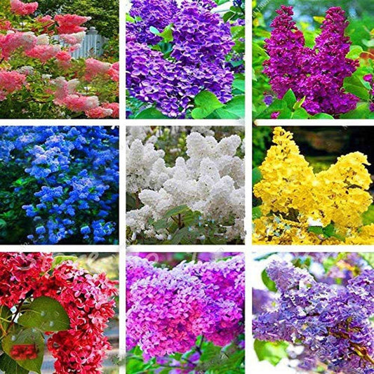 Mixed Lilac Seeds for Planting – Heirloom, Non-GMO Flower Seeds for Vibrant Garden Blooms