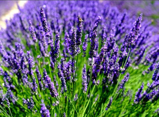 Purple Lavandula Angustifolia Lavender Seeds for Planting – Heirloom, Non-GMO, High Germination Organic Garden Seeds