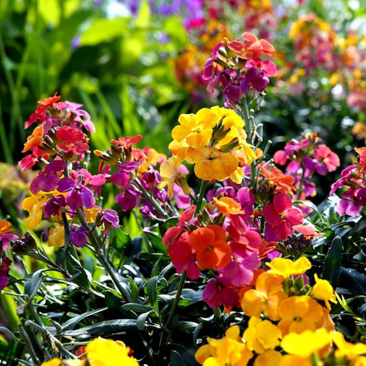 Wallflower Sunset Flower Seeds for Planting – Heirloom & Non-GMO Fragrant Blooms for Borders, Pollinator Gardens & Cottage Landscapes