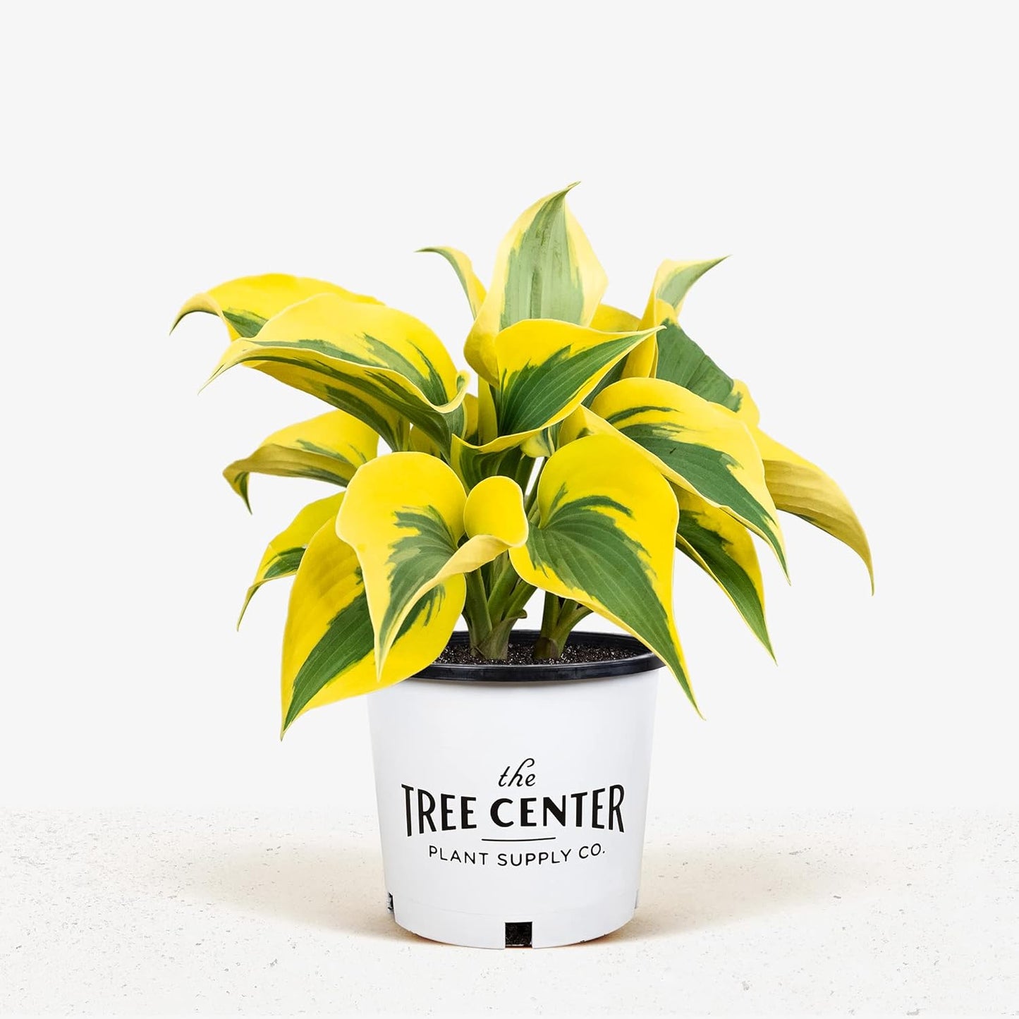 Autumn Frost Hosta Plant And Fragrant Plantain Lily Seeds, Drought-Tolerant And Low-Maintenance Landscaping Plant