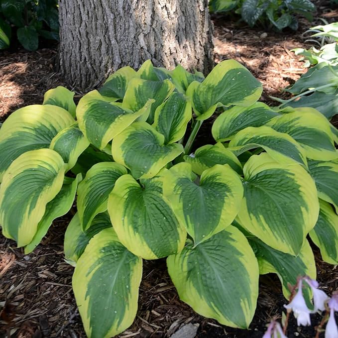 Green Hosta Seeds For Planting, Perennial Earth Angel Hosta Plant Seeds